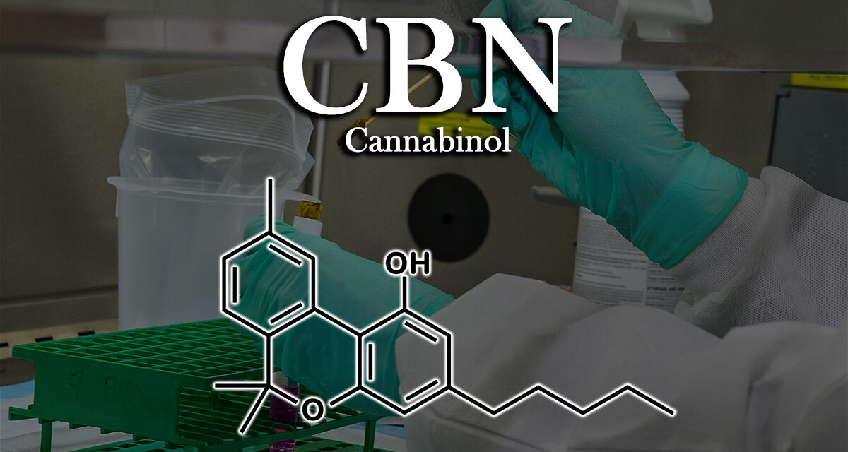 Exploring the Benefits of CBN Cannabinol A Comprehensive Guide