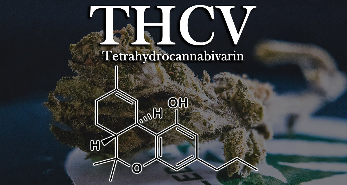 THCV – The Benefits of the Cannabinoid Tetrahydrocannabivarin