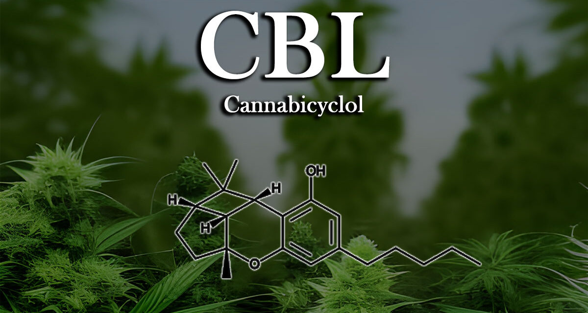 Discovering the new Cannabinoid CBL Cannabicyclol